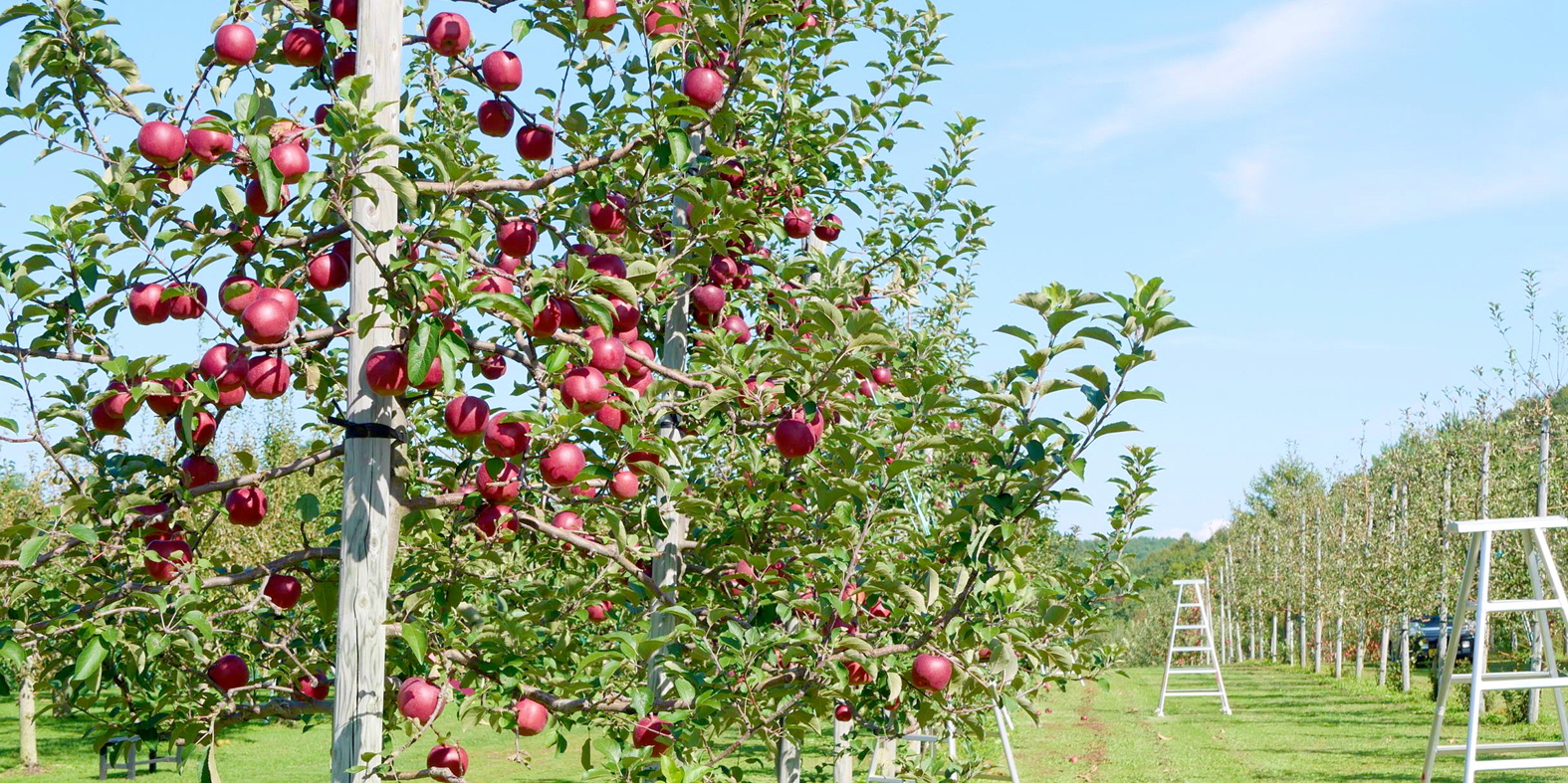 リンゴ狩り情報－森の中の果樹園のリンゴ狩りってこ～んな感じ♪