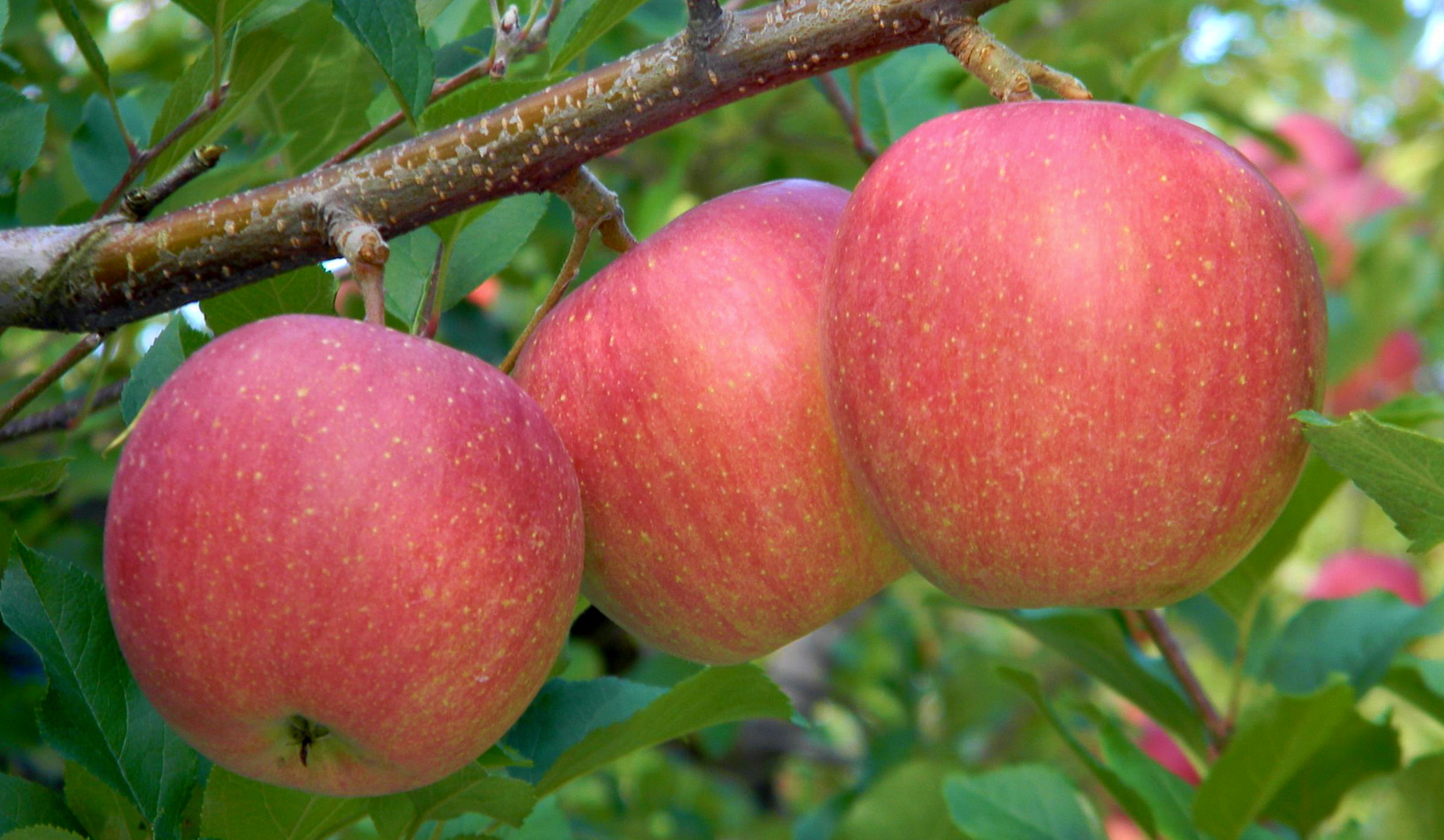 青森県産　リンゴ