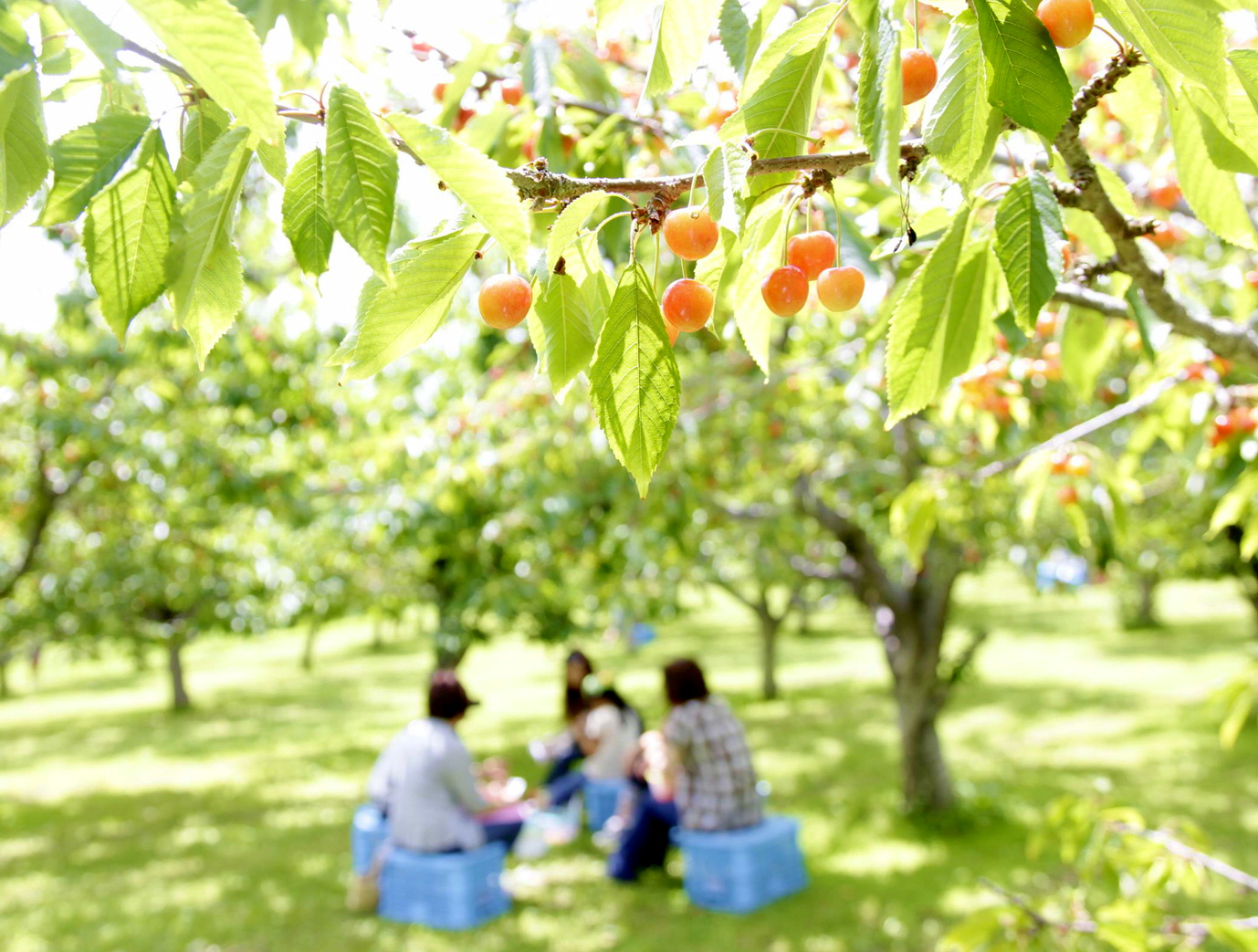 森の中の果樹園の果物狩りの体験料金