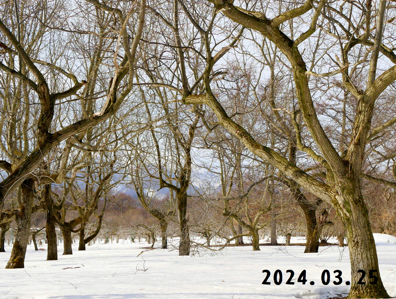 写真　森の中の果樹園の栗