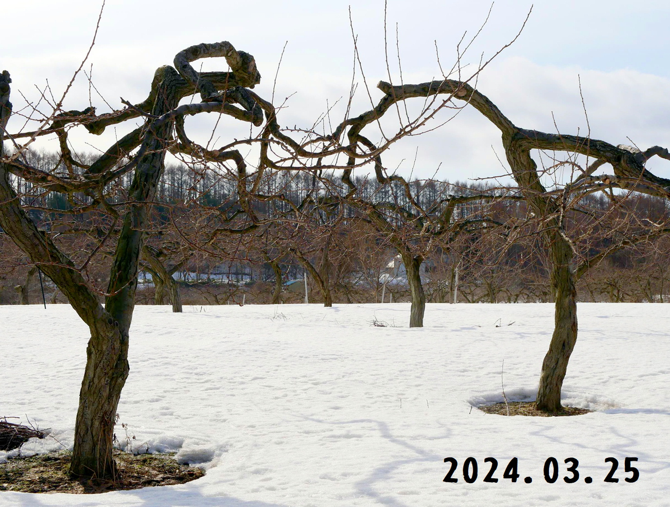 写真　森の中の果樹園のプラム