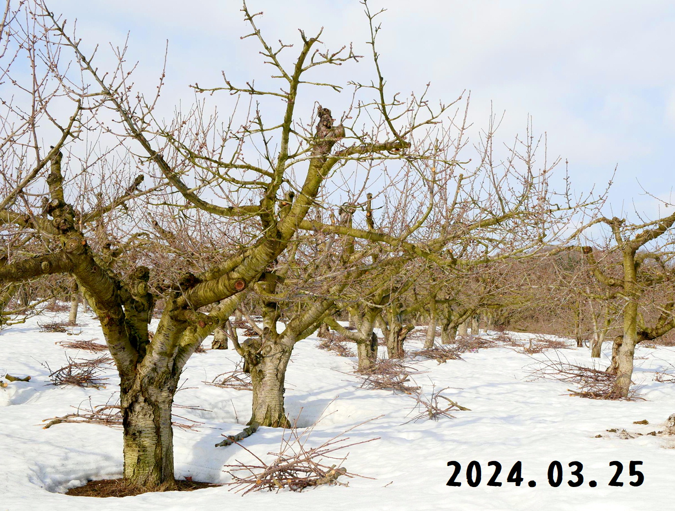 写真　森の中の果樹園のサクランボ