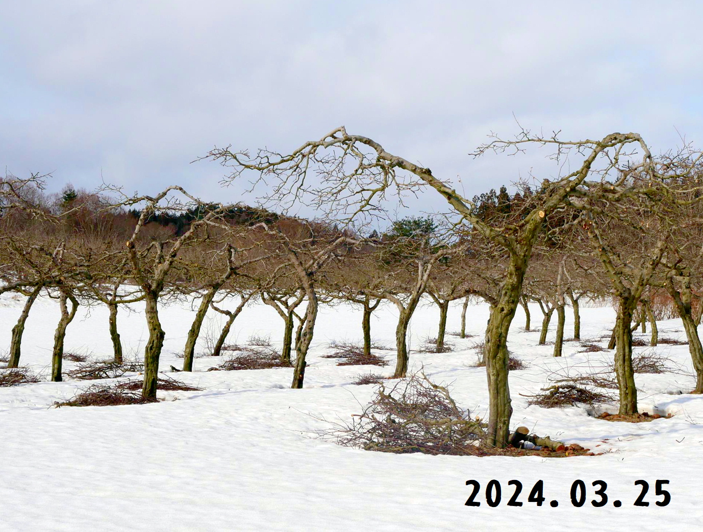 写真　森の中の果樹園のマルメロ