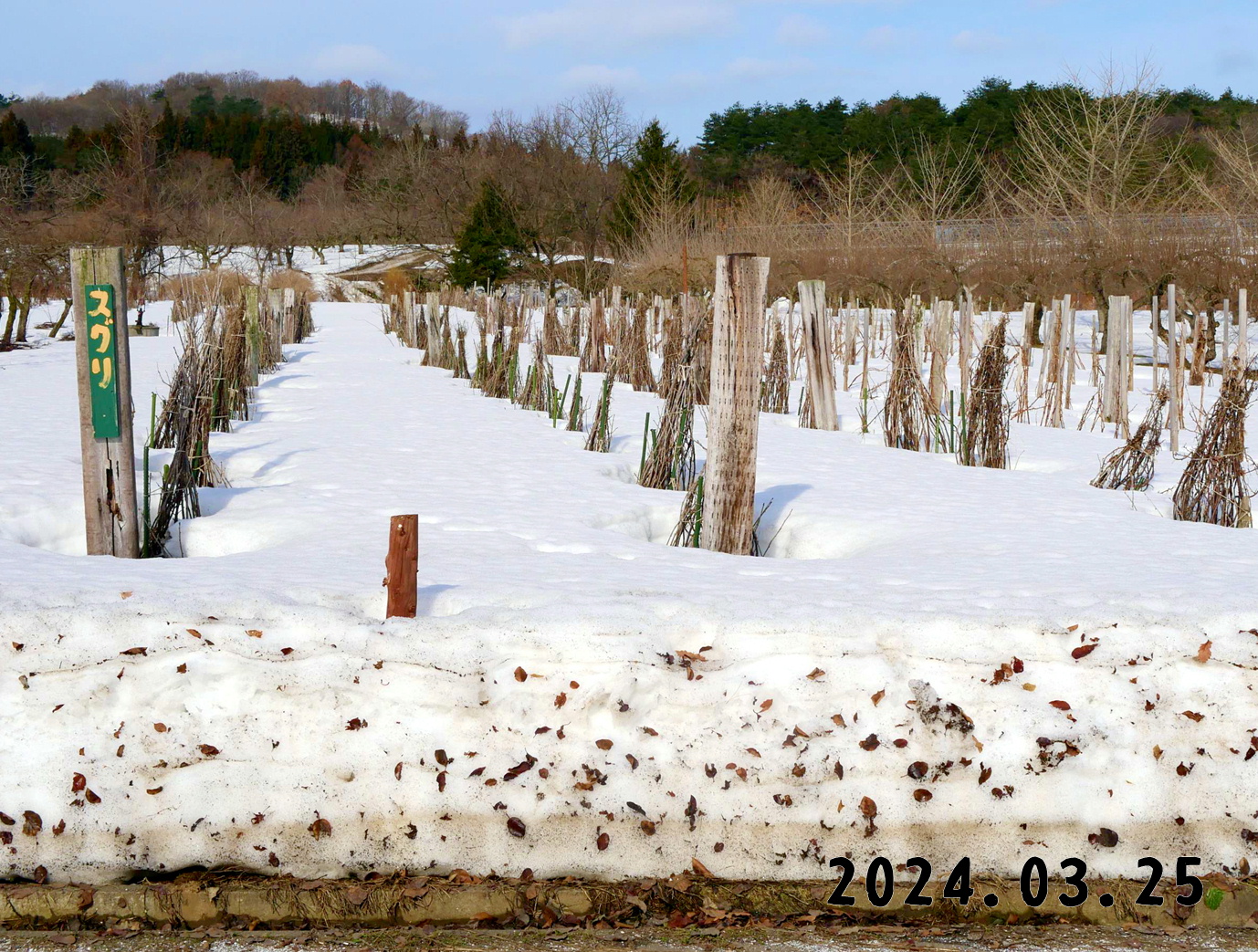 写真　森の中の果樹園のすぐり