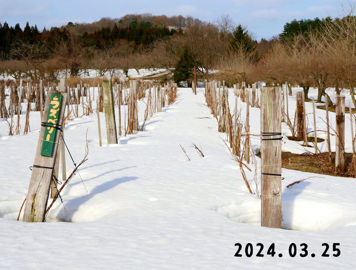 写真　森の中の果樹園のラズベリー