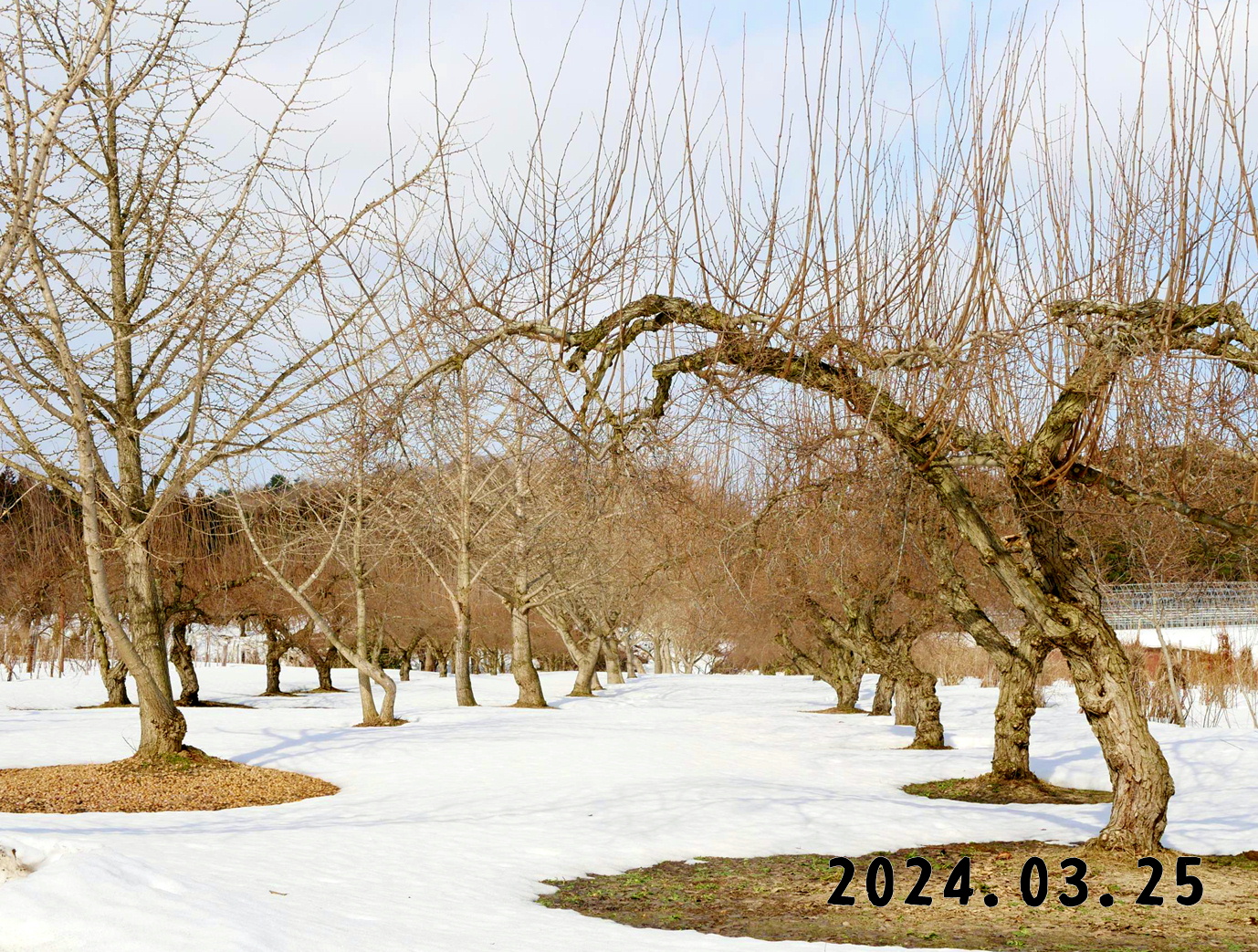 写真　森の中の果樹園のグミ