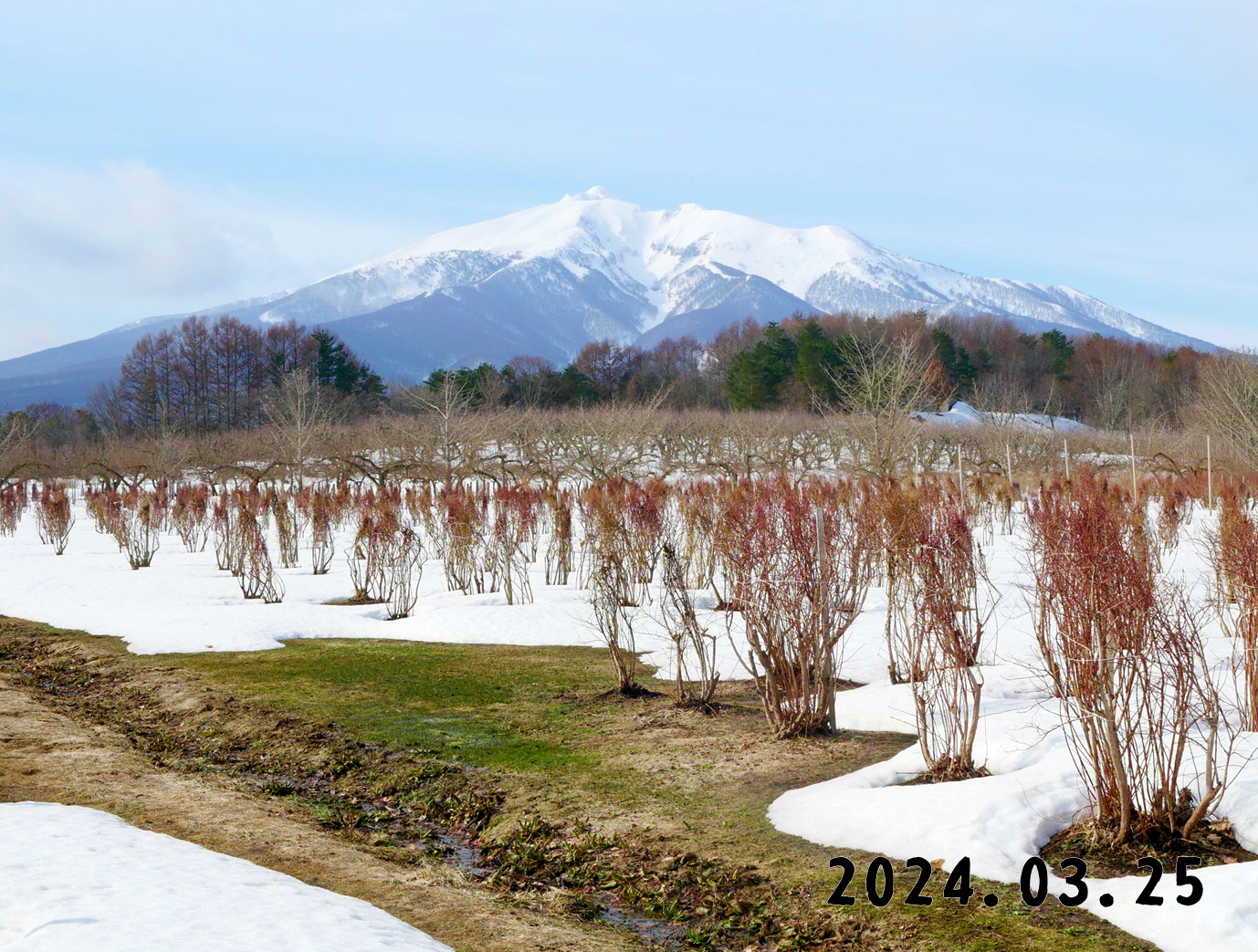 写真　森の中の果樹園のブルーベリー