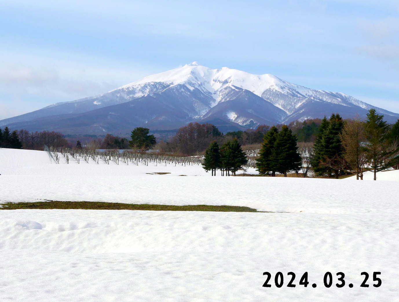 写真　森の中の果樹園