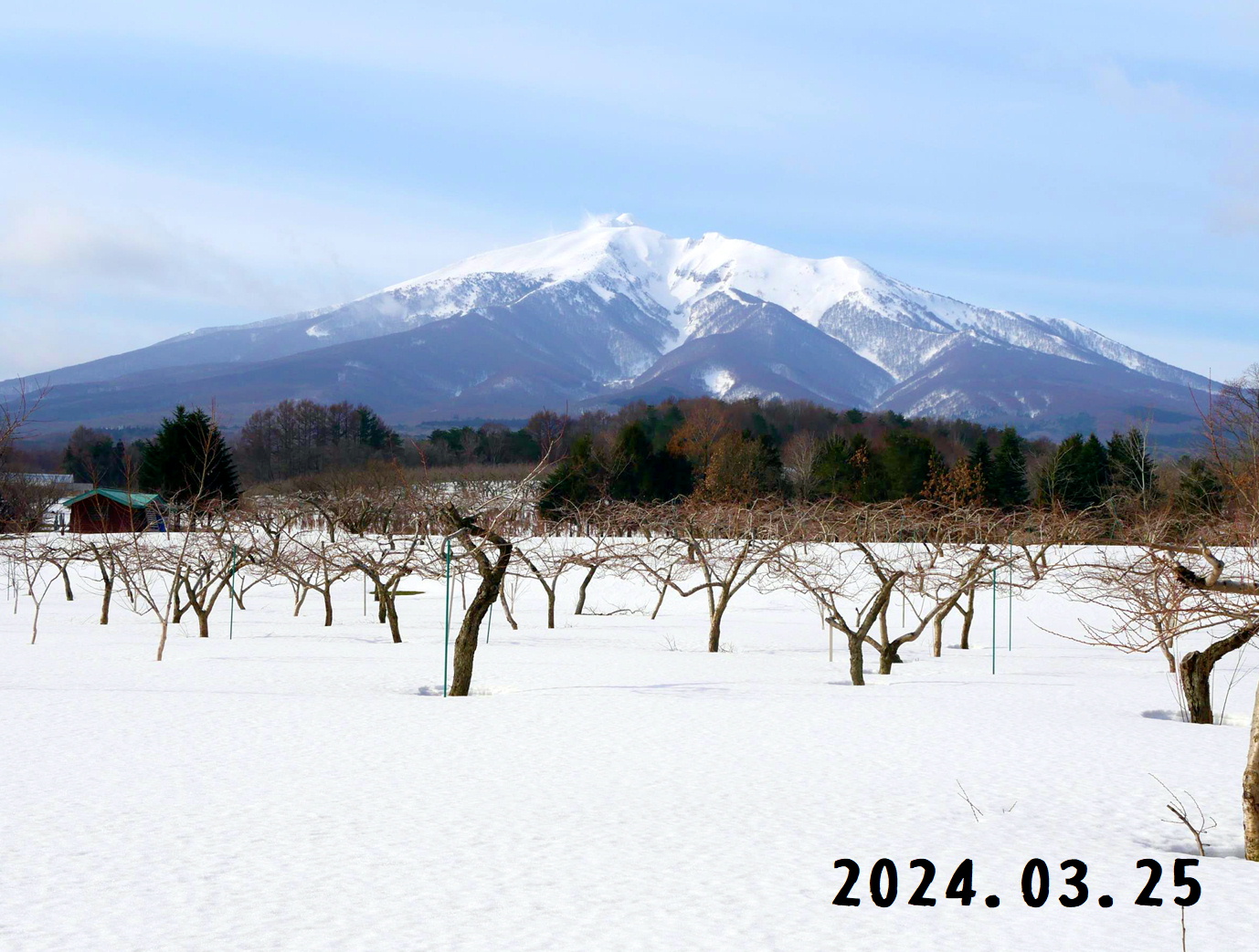 写真　モモ