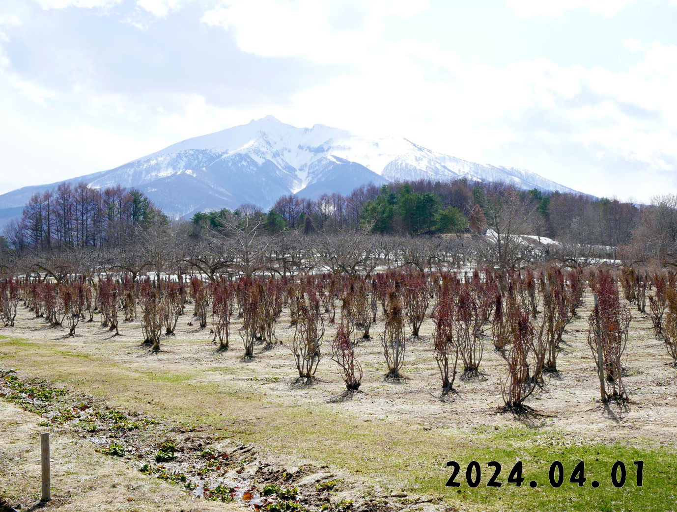 写真　森の中の果樹園のブルーベリー