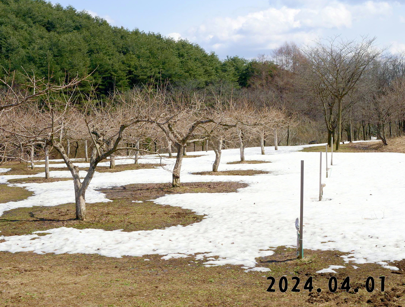 写真　森の中の果樹園のカキ