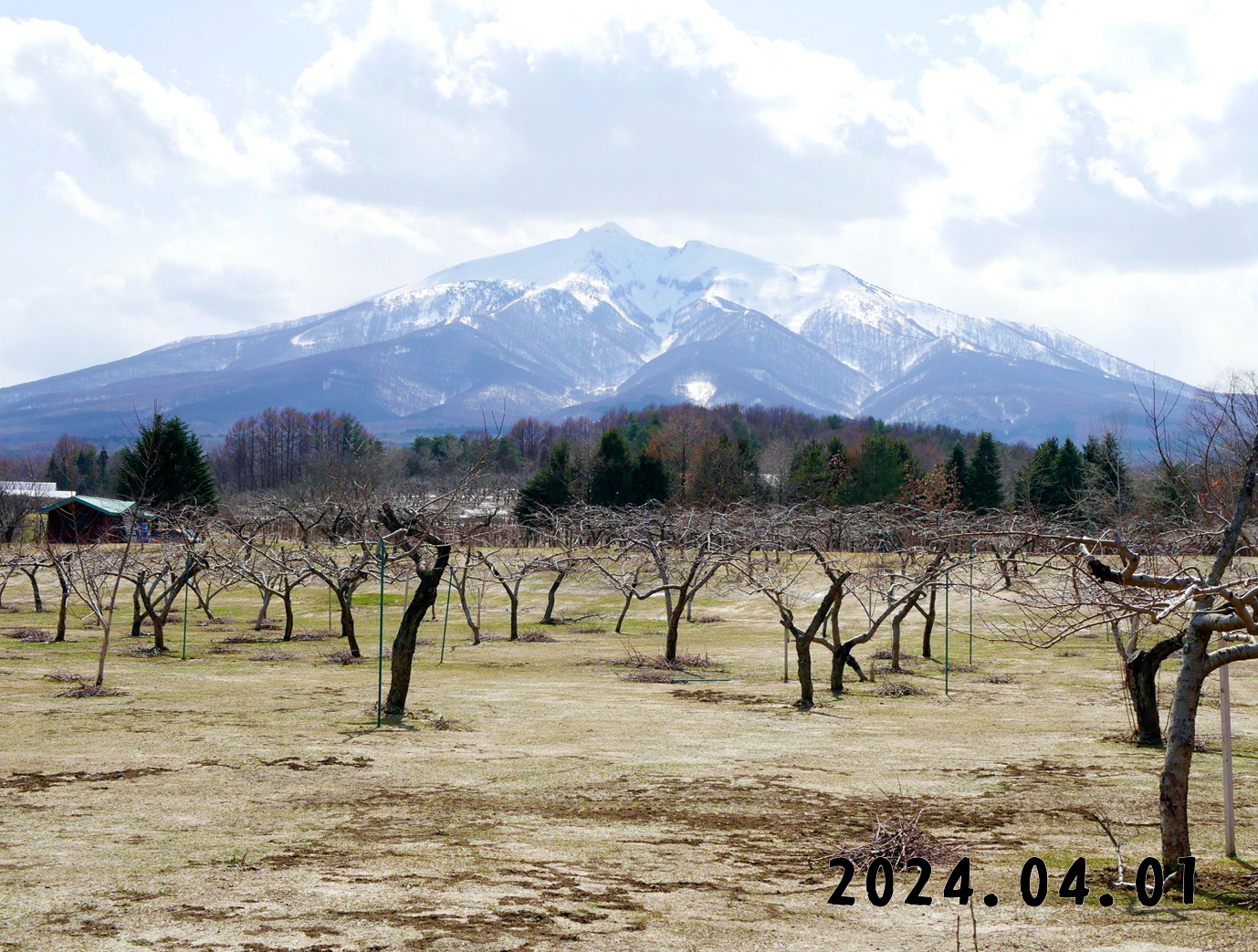 写真　森の中の果樹園のモモ