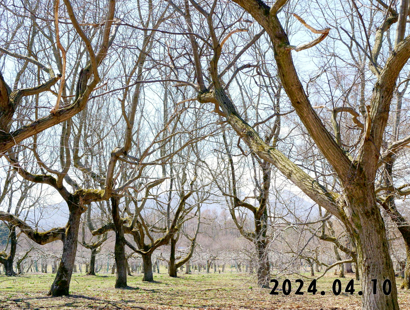 森の中の果樹園の栗拾い