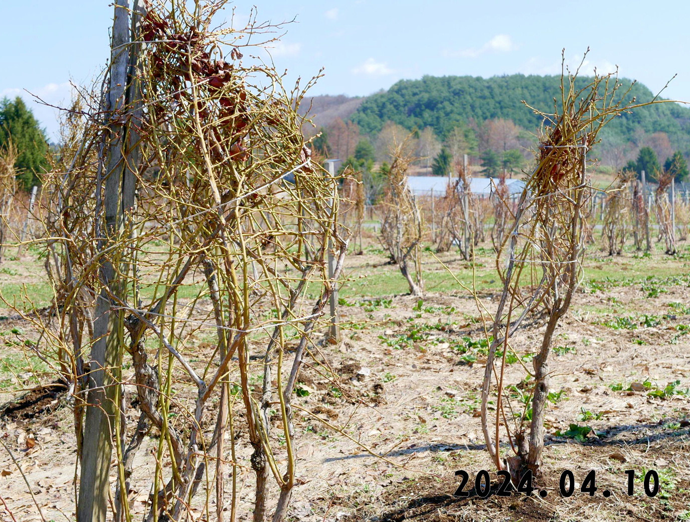 写真　森の中の果樹園のブルーベリー