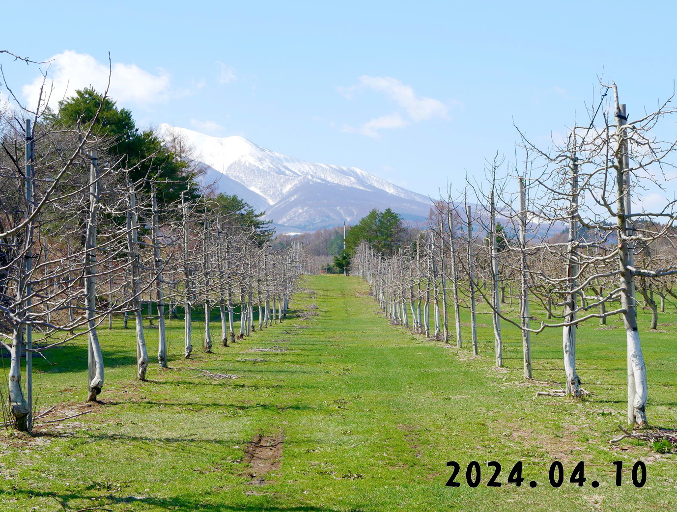 写真　森の中の果樹園のリンゴ