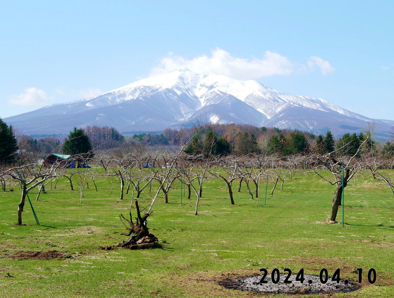 写真　森の中の果樹園のモモ