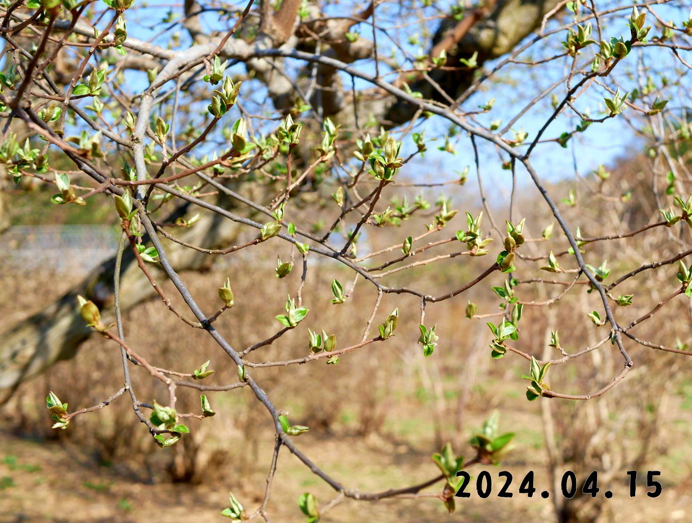 写真　森の中の果樹園のグミ狩り