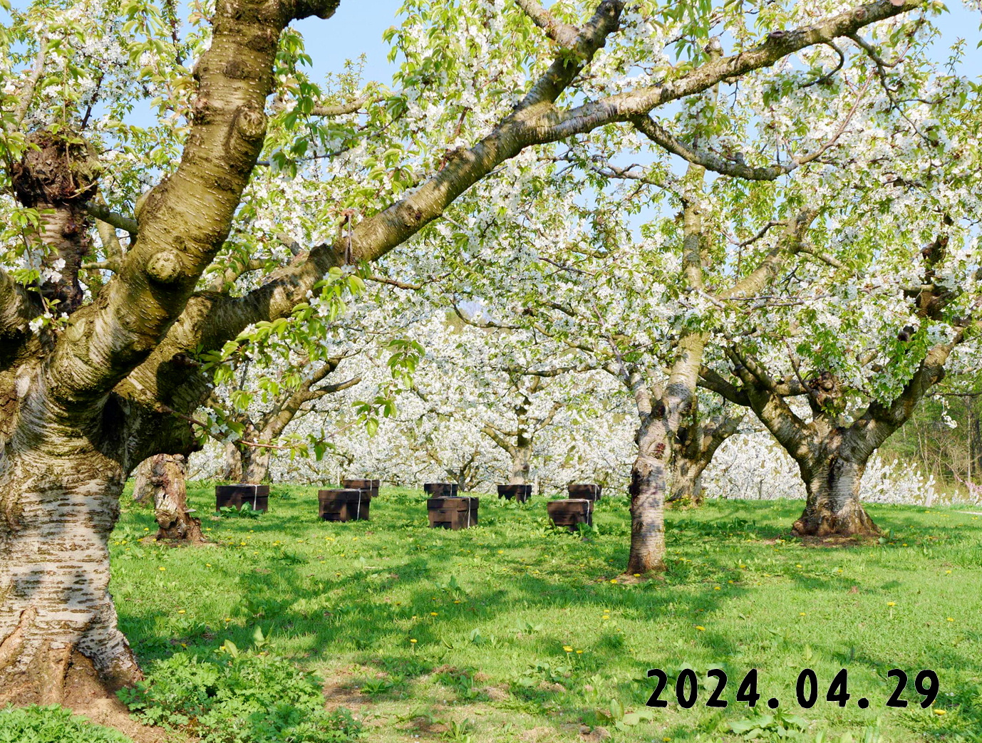 写真　森の中の果樹園のサクランボ