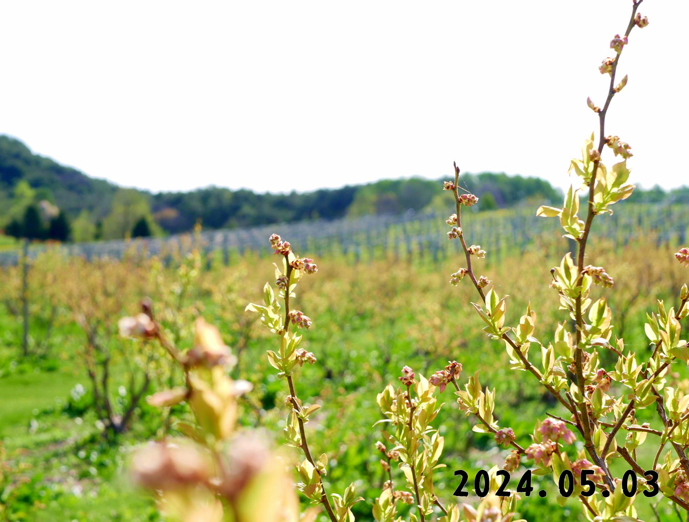 写真　森の中の果樹園のブルーベリー