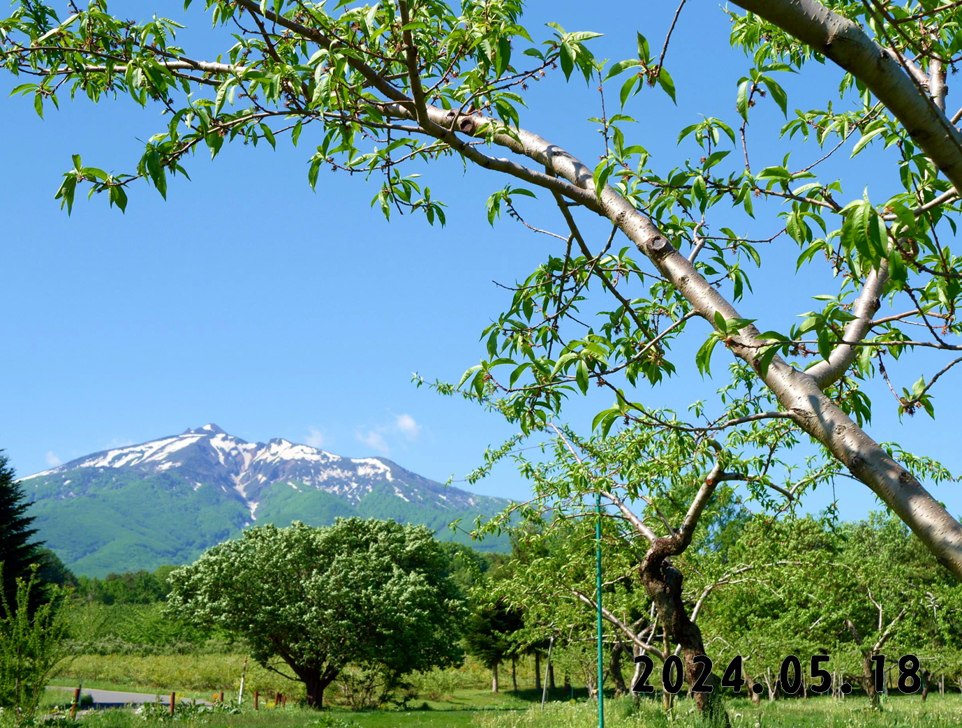 写真　森の中の果樹園のモモ