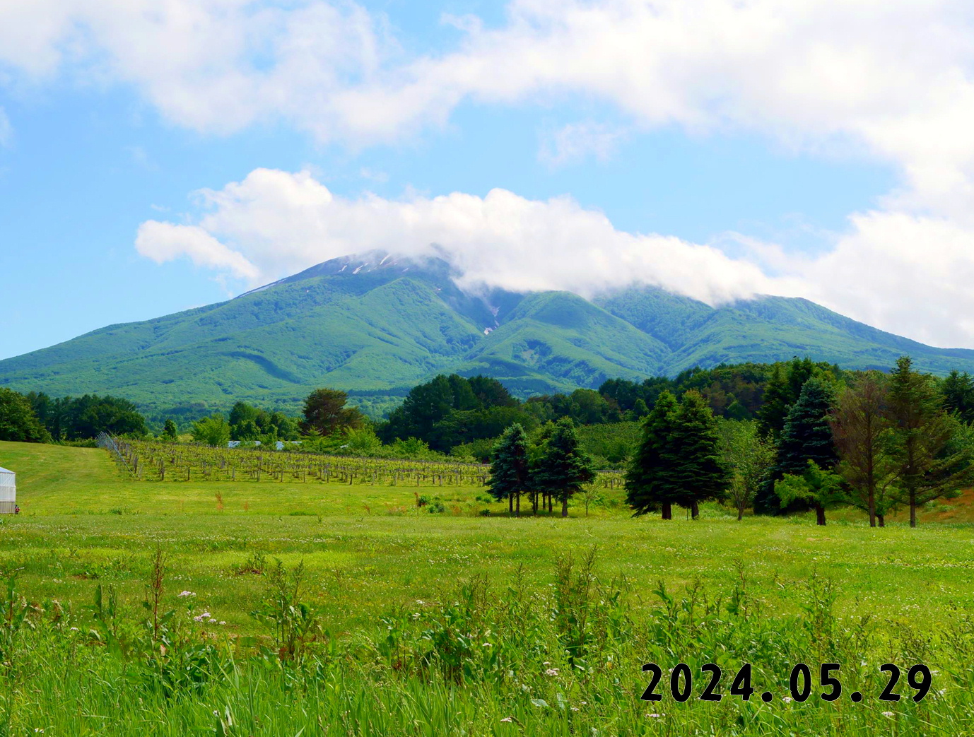 写真　果物狩りの森の中の果樹園