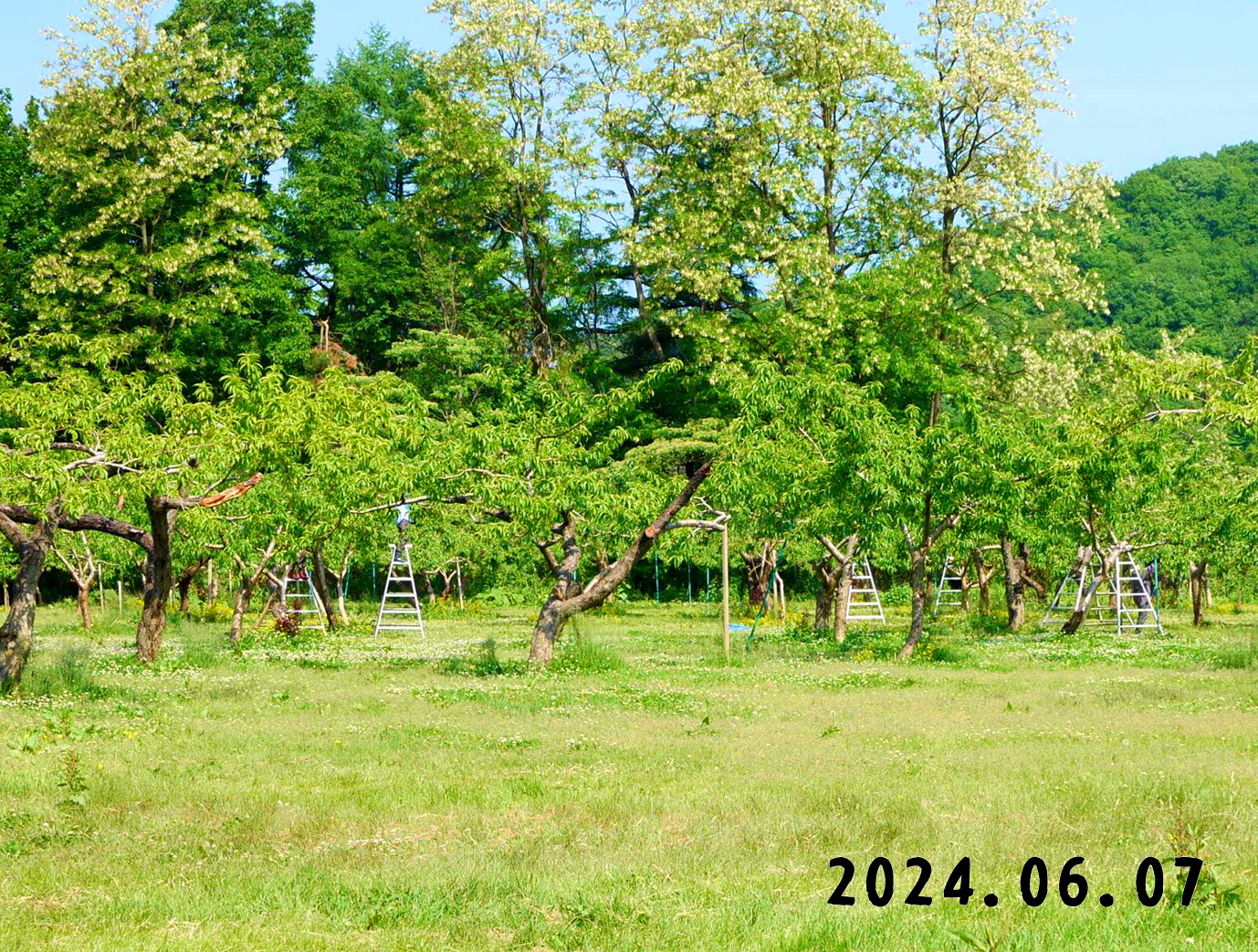 写真　森の中の果樹園のモモ