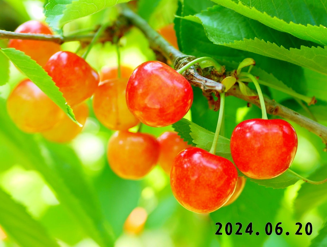 写真　サクランボ狩り