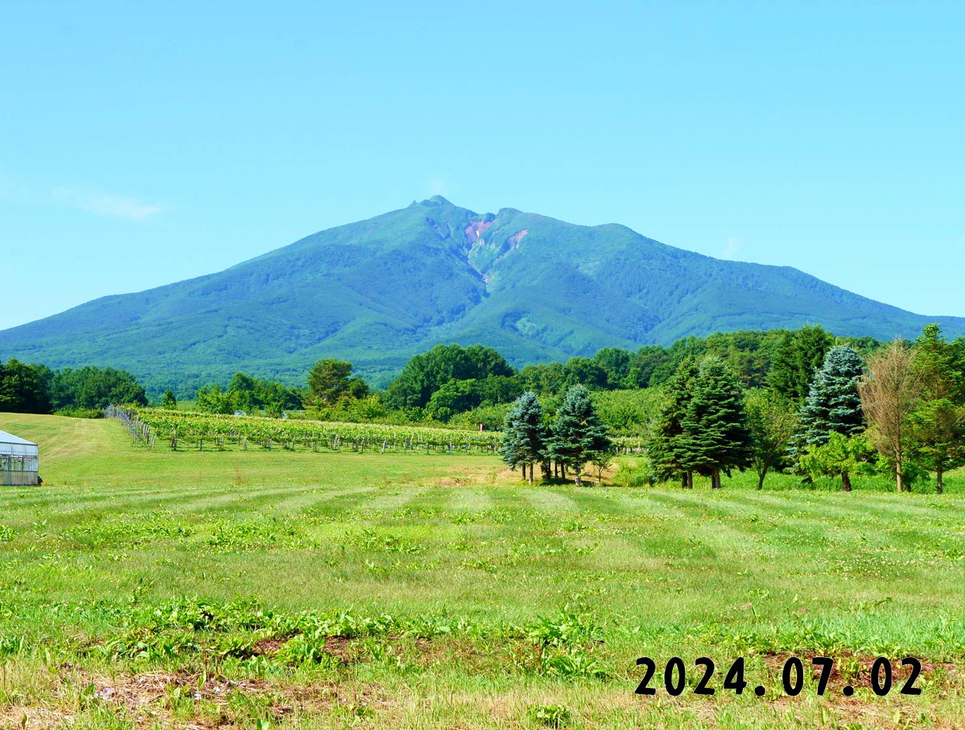 写真　森の中の果樹園の果物狩り