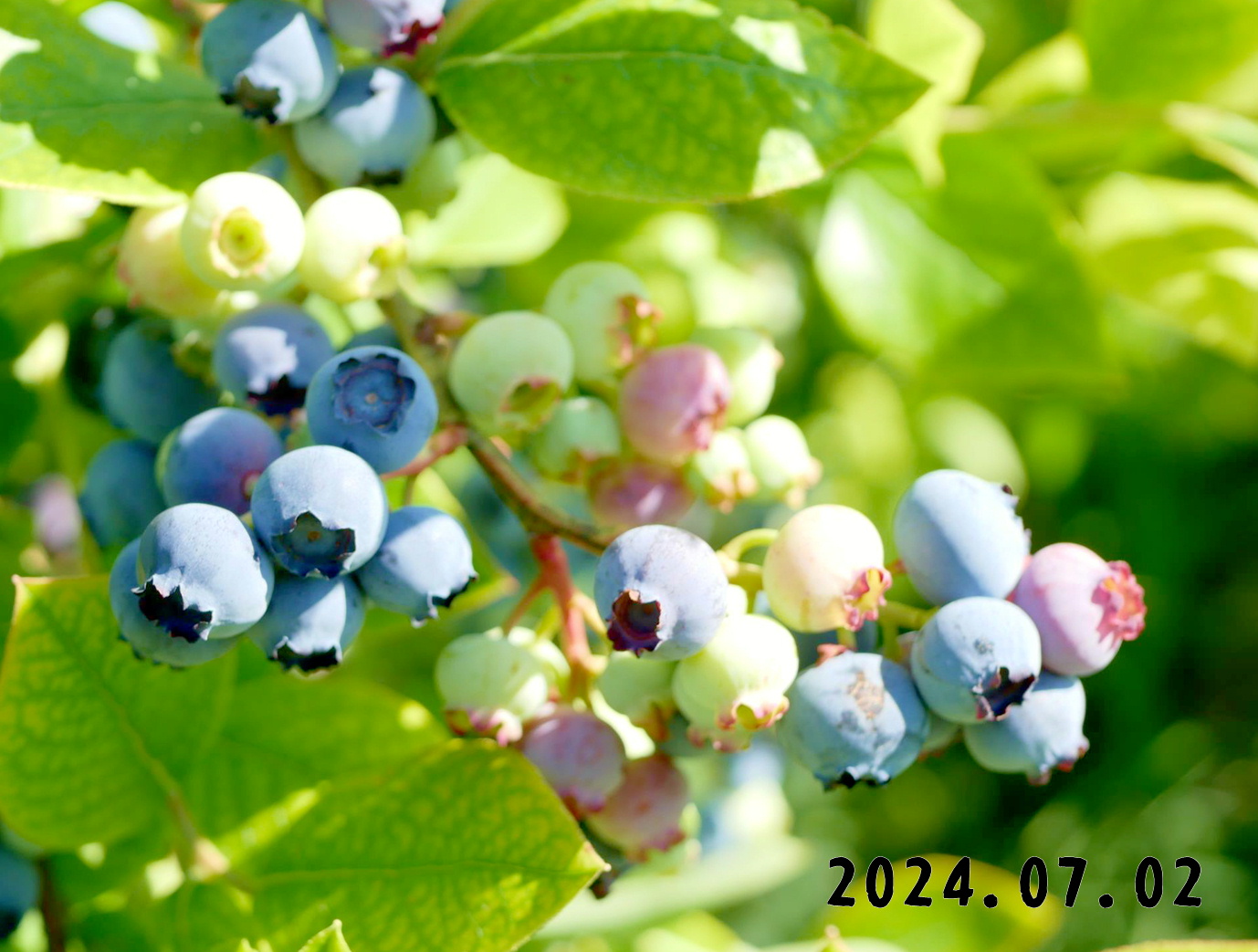 写真　ブルーベリー