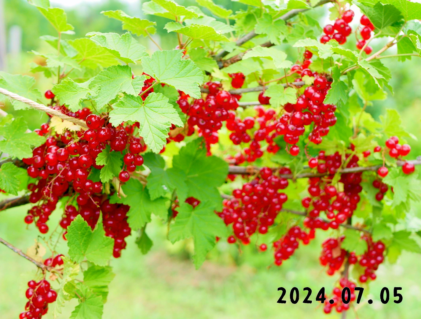 写真　森の中の果樹園のすぐり狩り