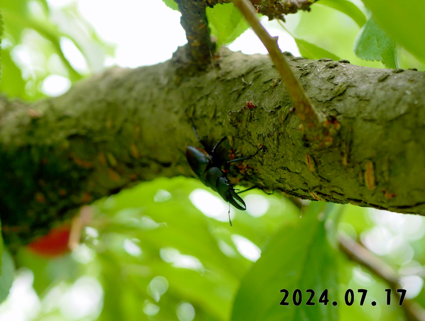 写真　森の中の果樹園のプラム狩り