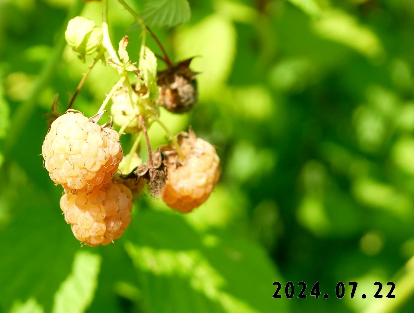 写真　森の中の果樹園のラズベリー
