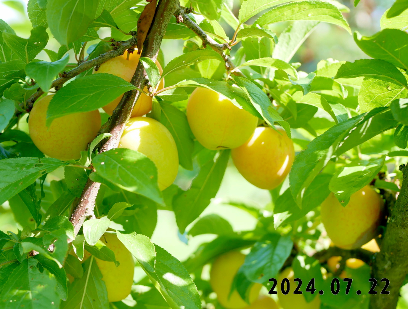 写真　森の中の果樹園のプラム狩り