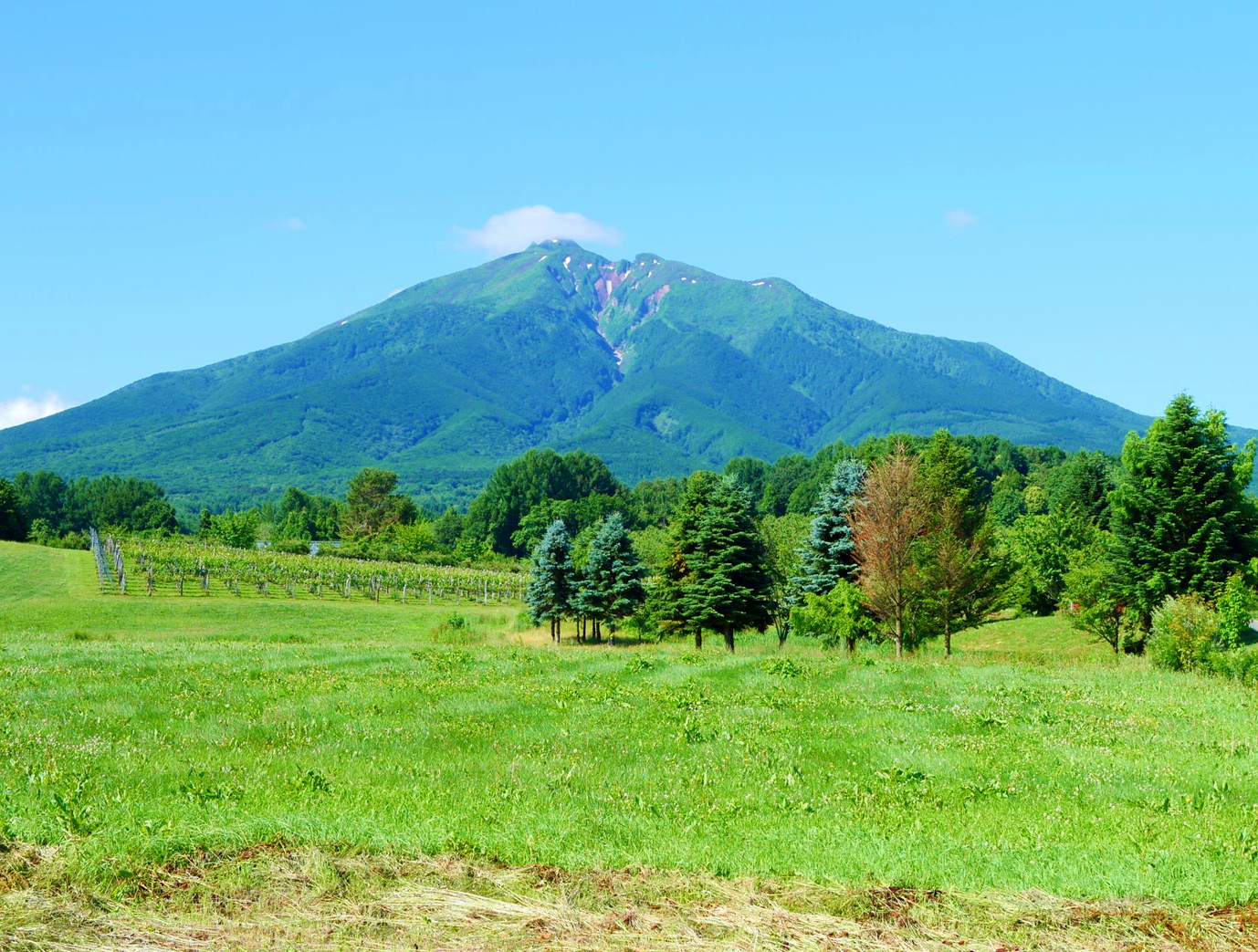 ようこそ、森の中の果樹園へ　ここは岩木山麓、屋根のないくだもの屋さん