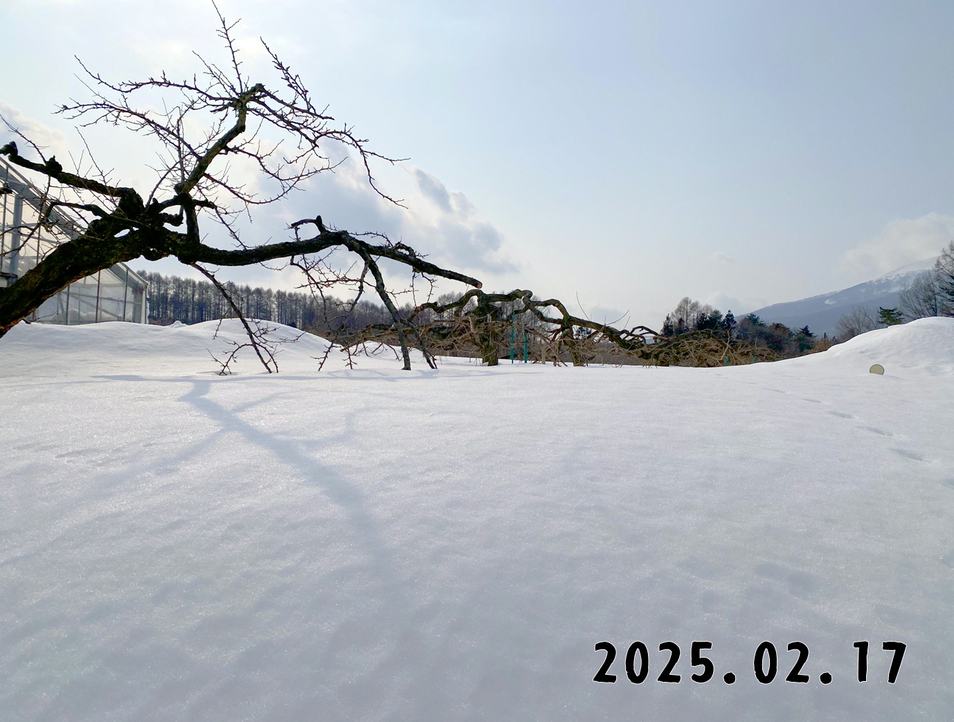 森の中の果樹園のプラム