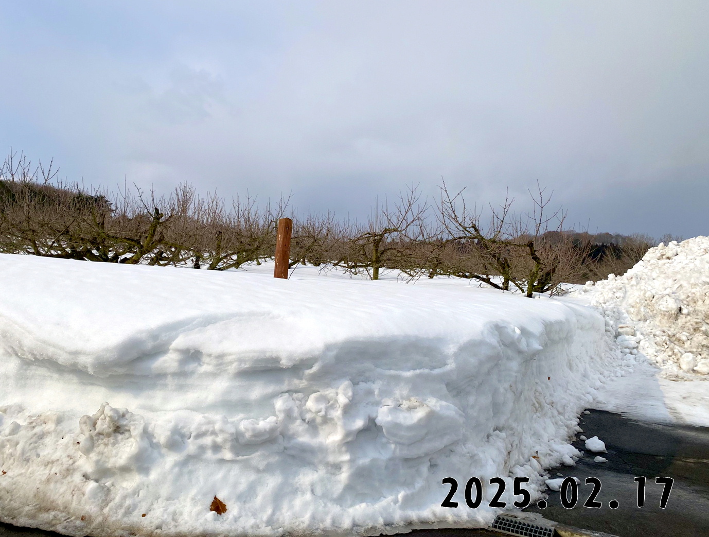 森の中の果樹園のサクランボ