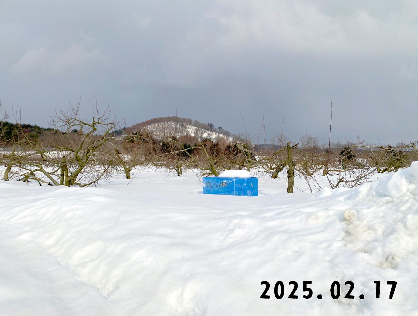 森の中の果樹園のプルーン