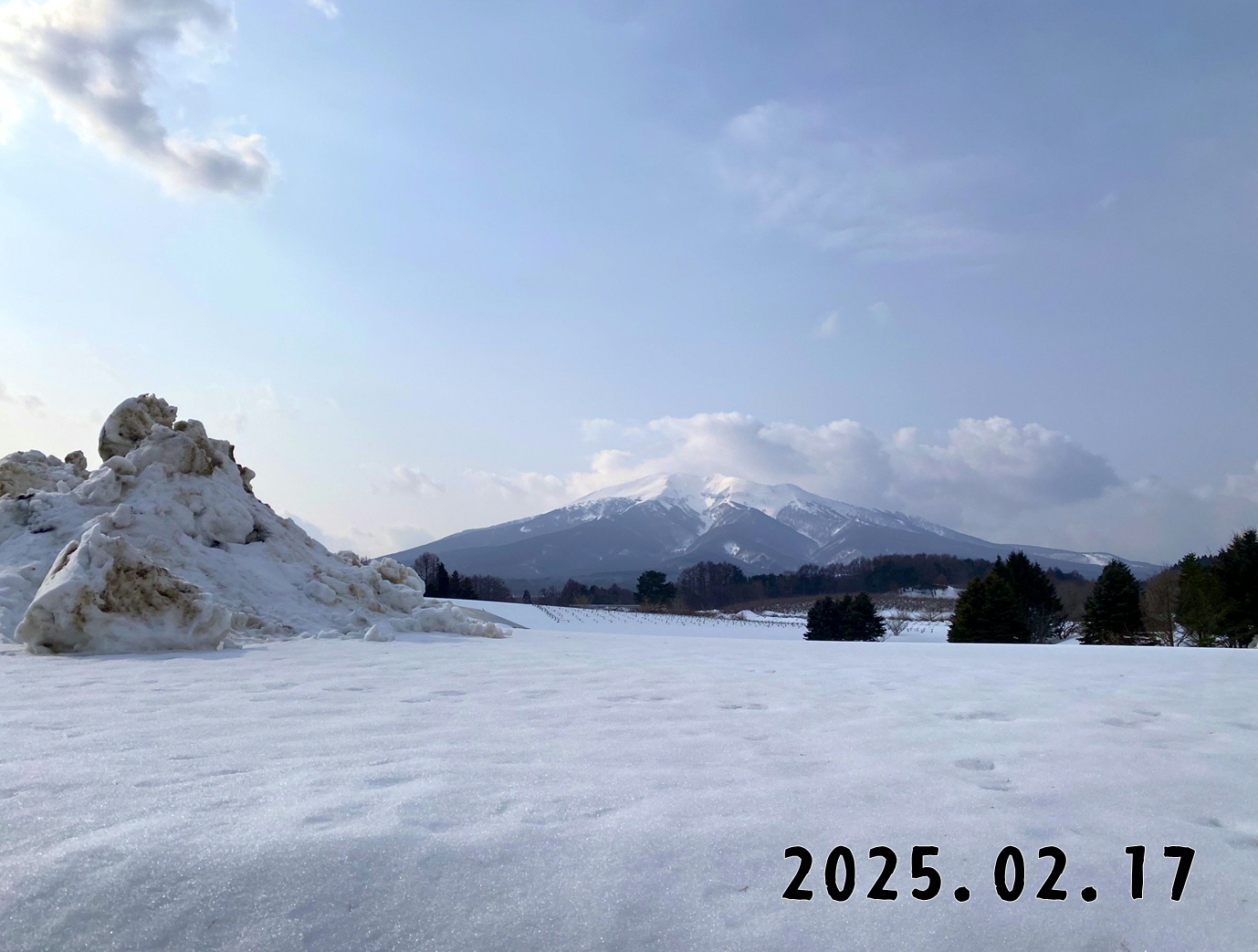 森の中の果樹園のくだもの狩り
