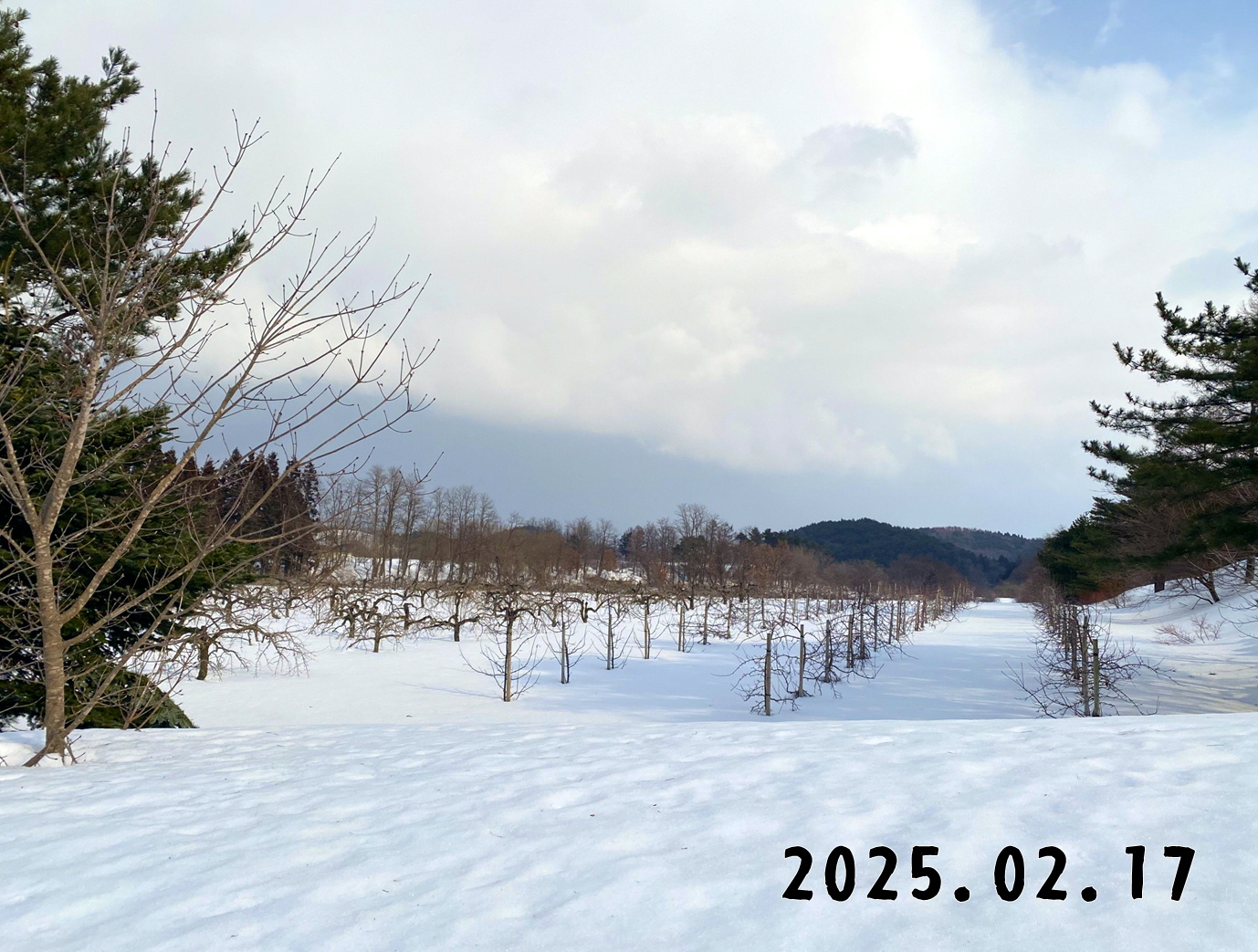 森の中の果樹園のリンゴ