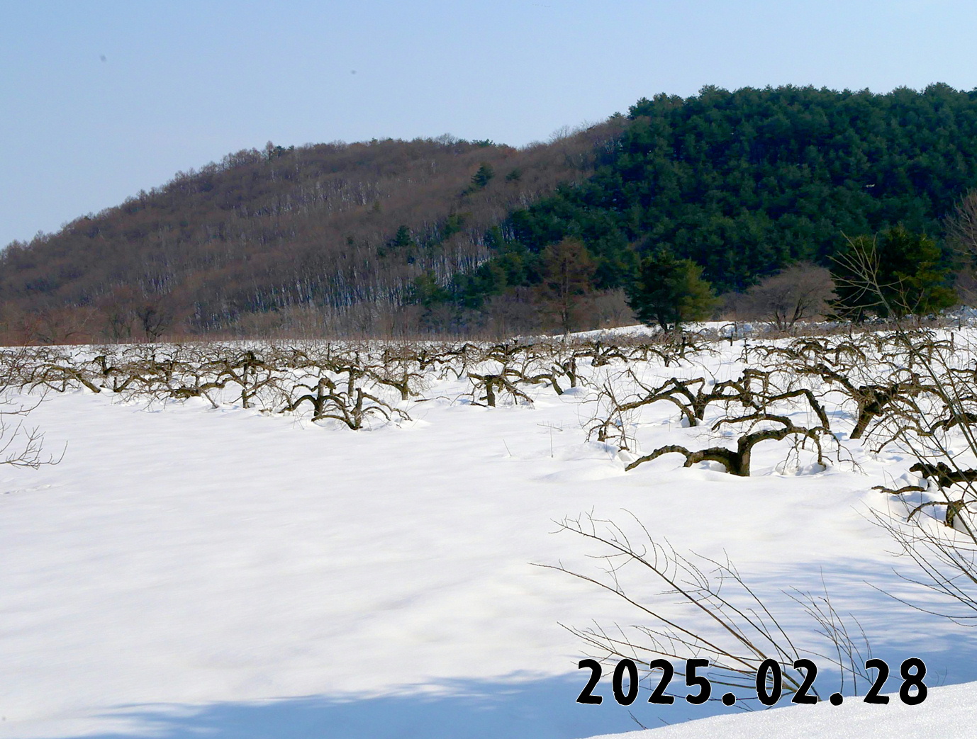 森の中の果樹園のナシ