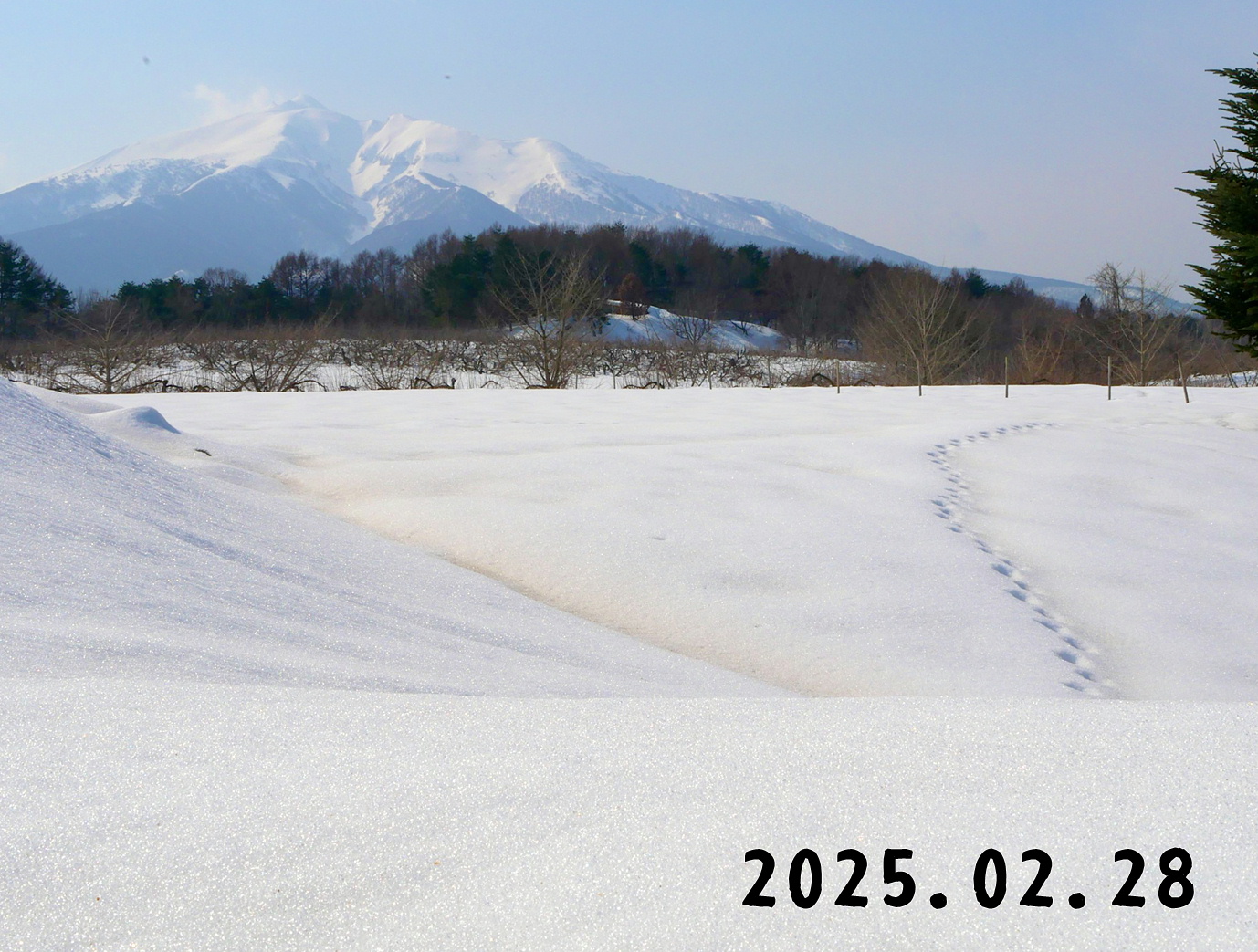 森の中の果樹園のブルーベリー