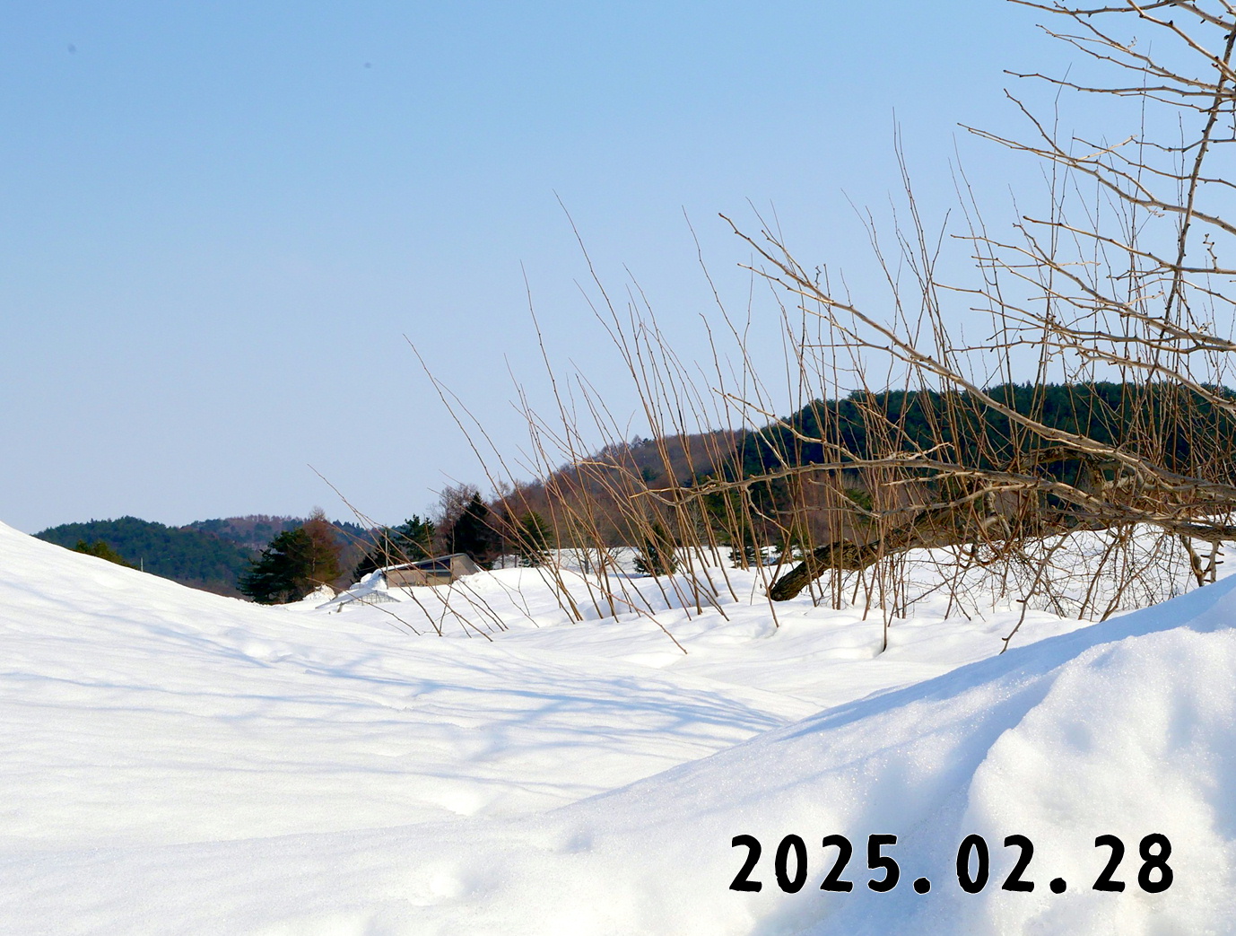 森の中の果樹園のグミ