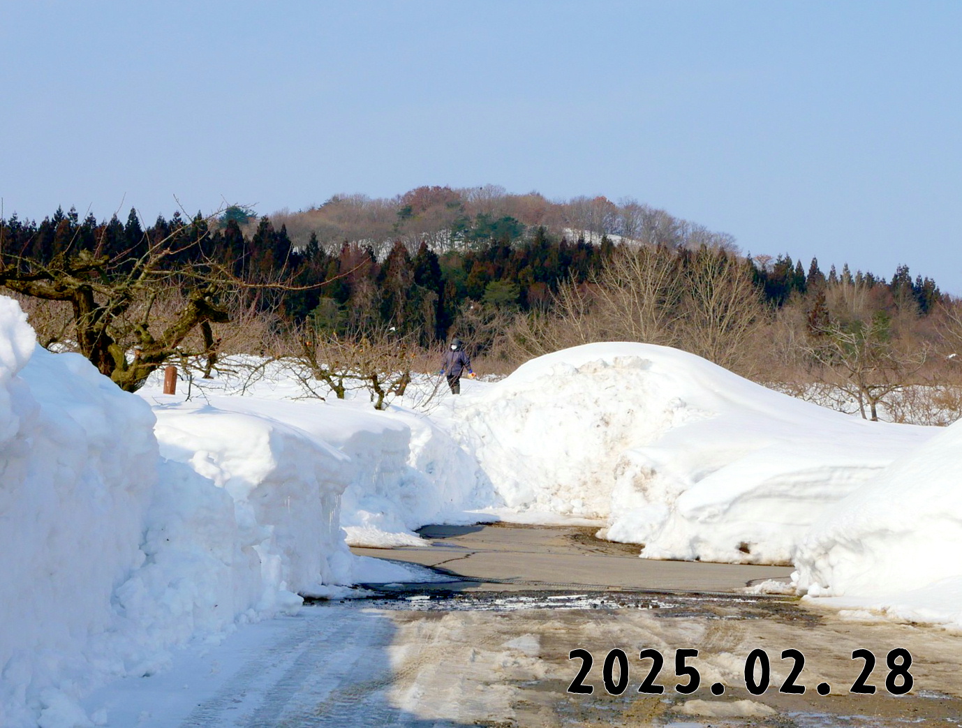森の中の果樹園のサクランボ