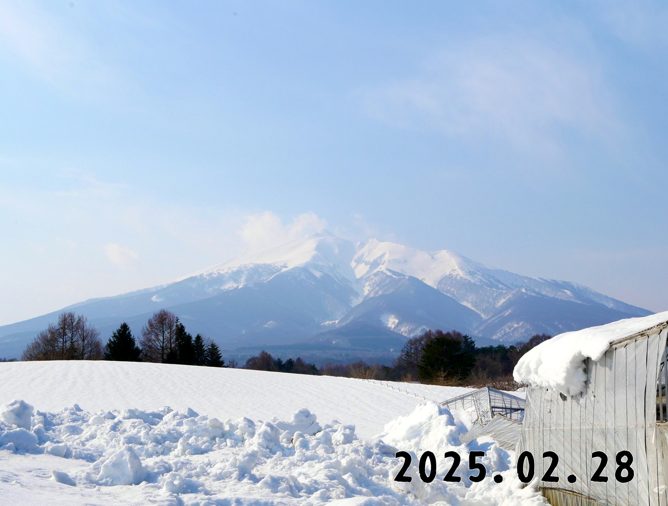 森の中の果樹園のくだもの狩り