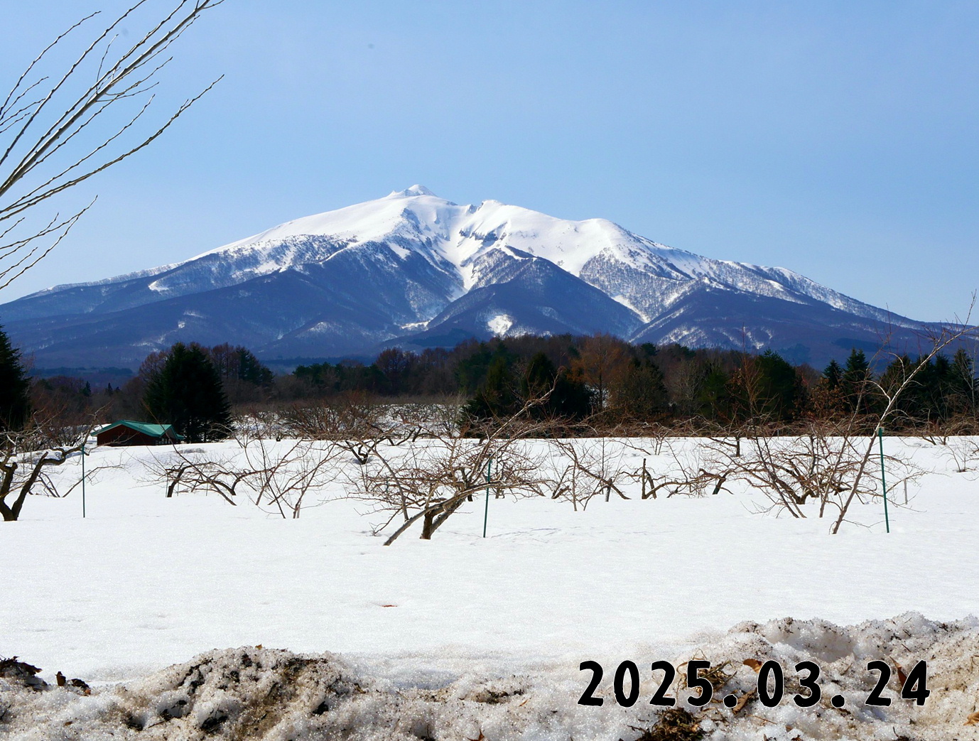 森の中の果樹園のモモ