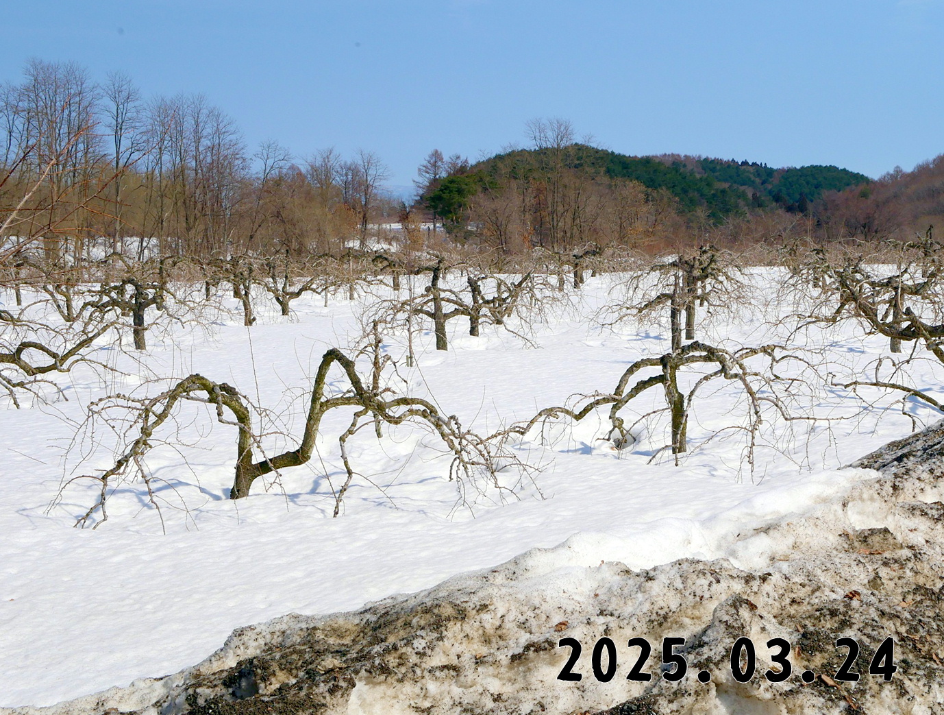 森の中の果樹園のナシ