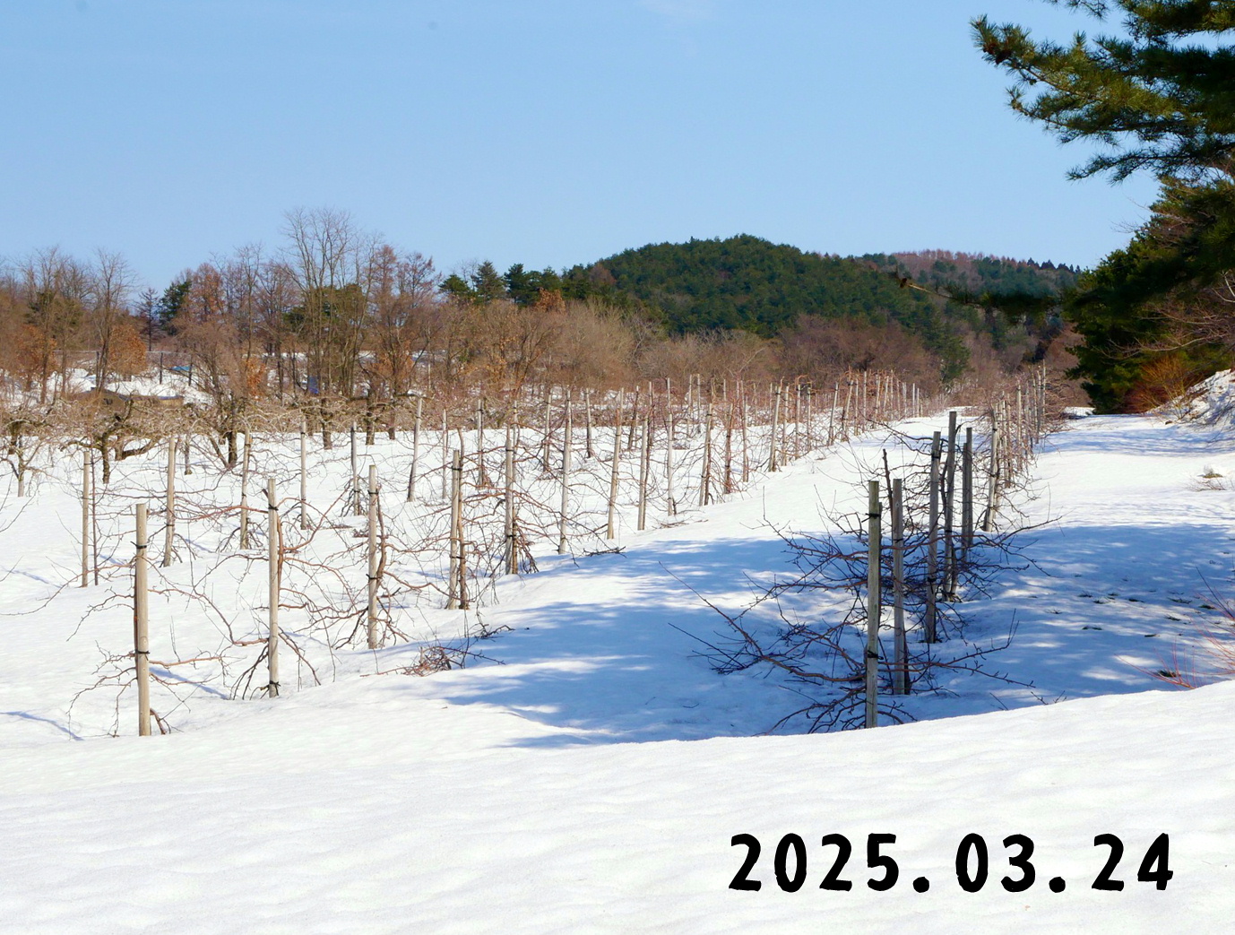 森の中の果樹園のリンゴ