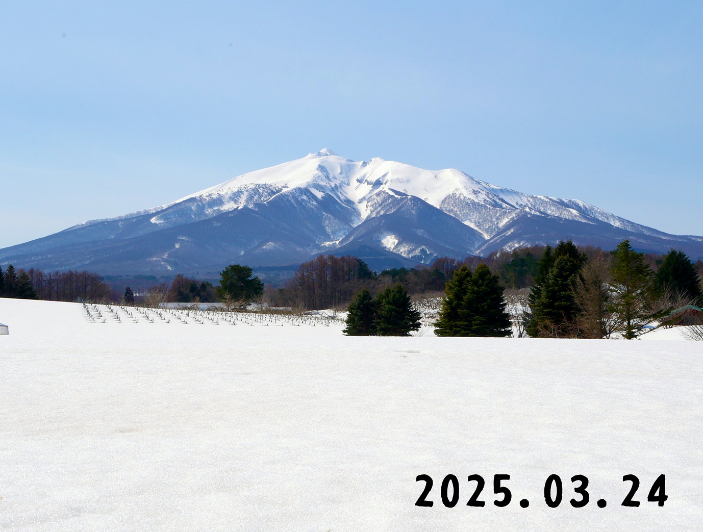 森の中の果樹園のくだもの狩り