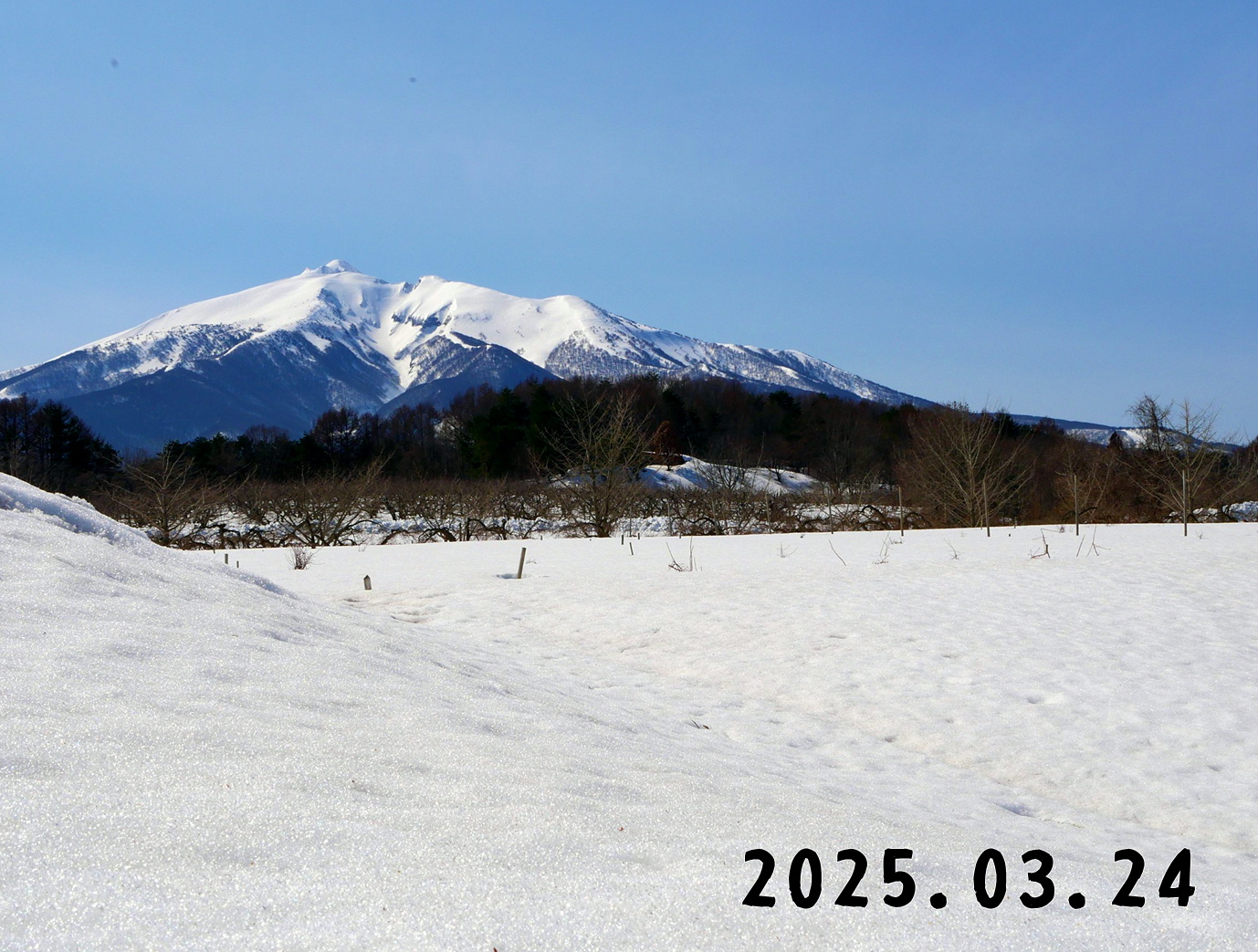 森の中の果樹園のブルーベリー