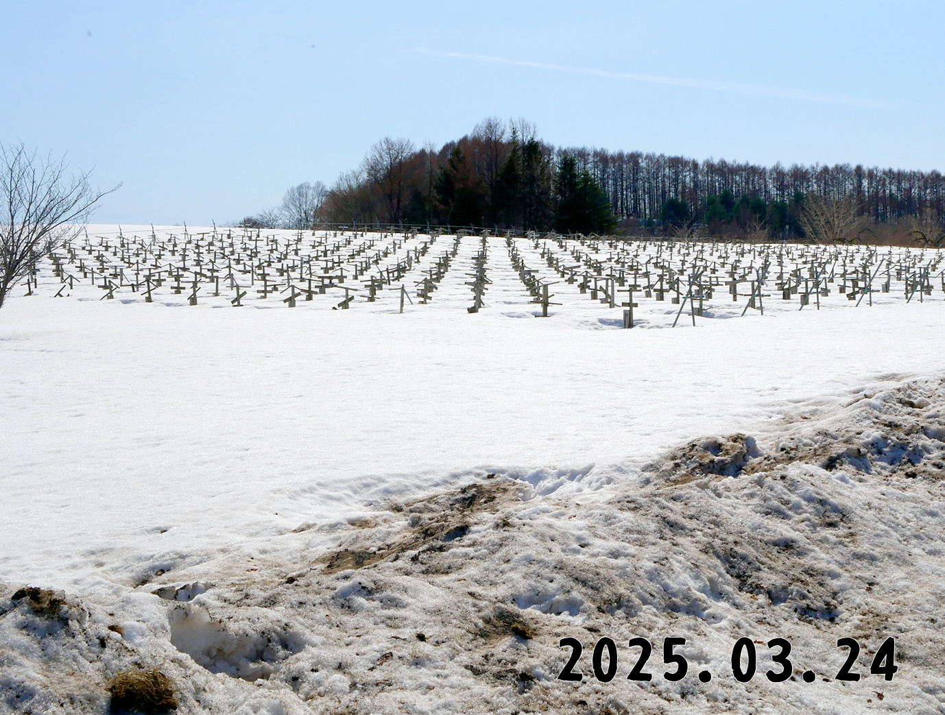 森の中の果樹園のブドウ